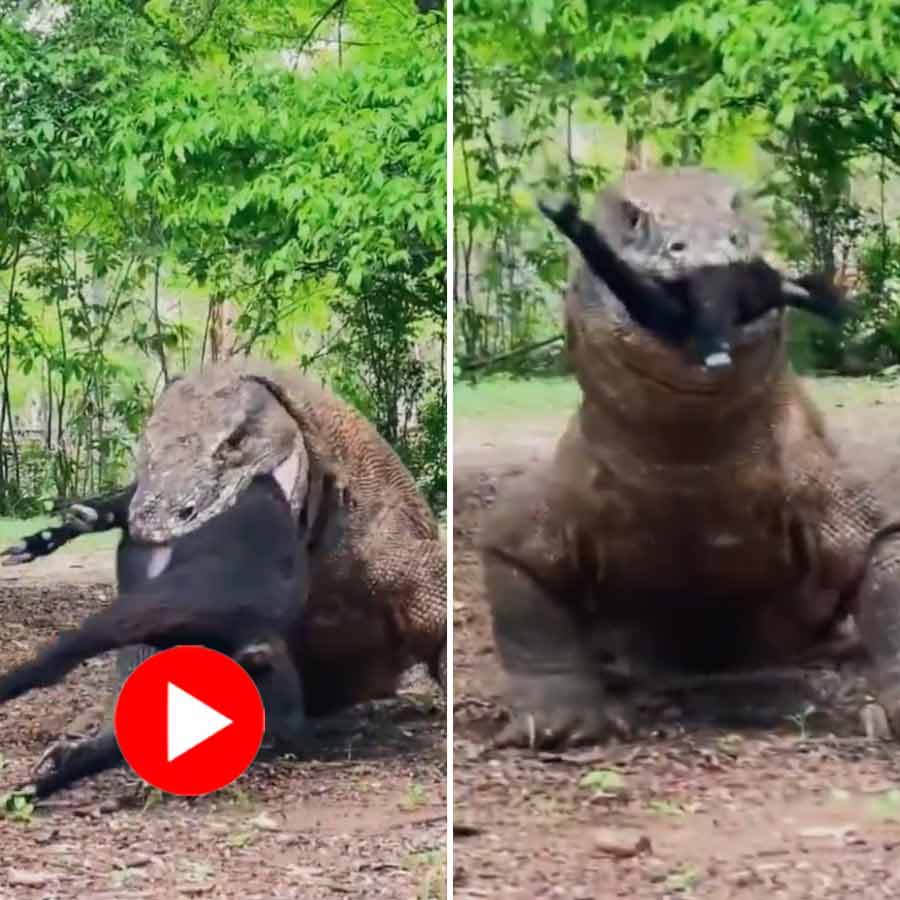 Video of Komodo dragon and goat goes viral dgtl