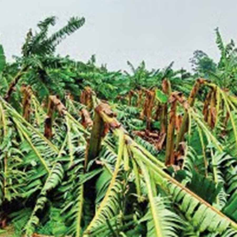 Farmers of tehatta worried as crops are getting damaged due to thunderstorm