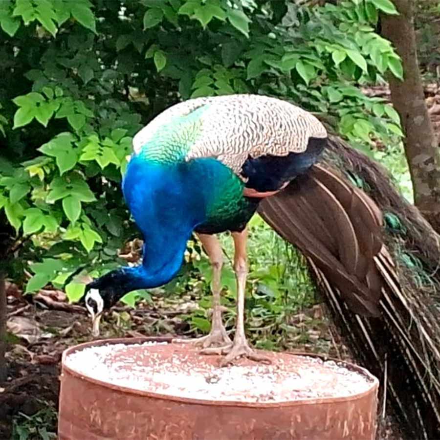 Polba administration worried as habitat of peacock is in danger after water bodies are drying up due to intense heat
