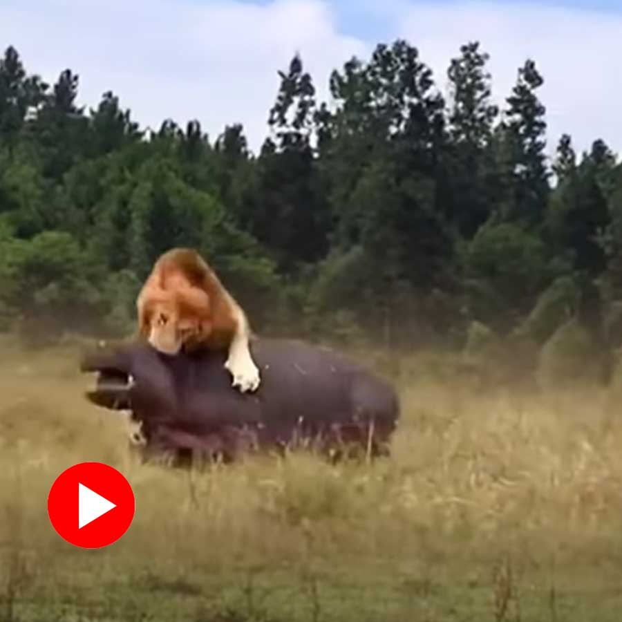 lion hunts a hippo