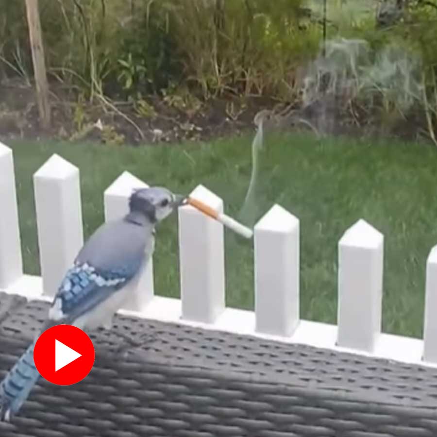 Video of bird holding cigarette on its beak goes viral dgtl