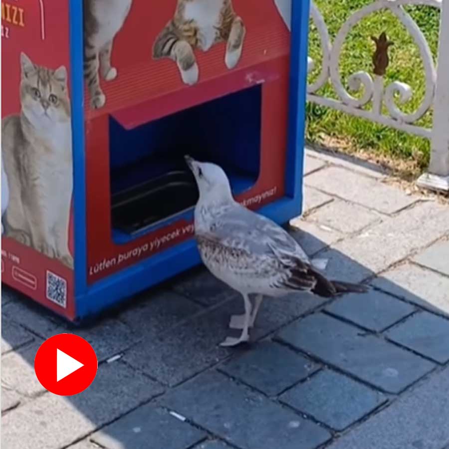 Video of seagull mimicking cat’s voice to get food from vendor machine in Turkey goes viral dgtl