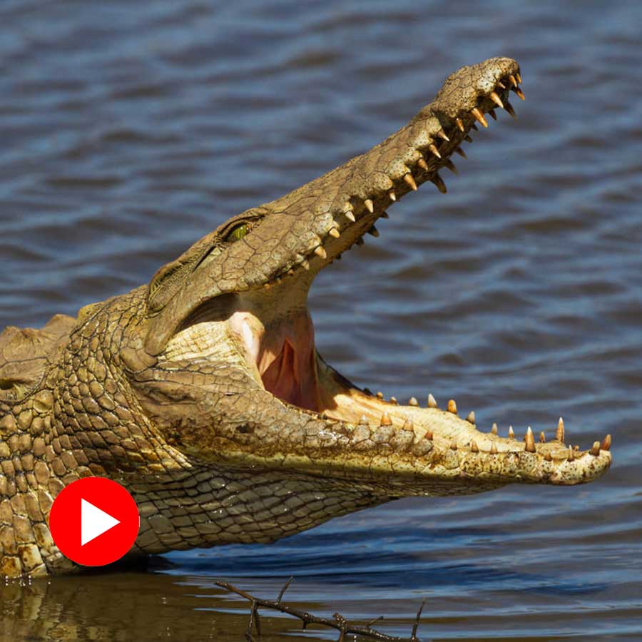 crocodile attack while bathing