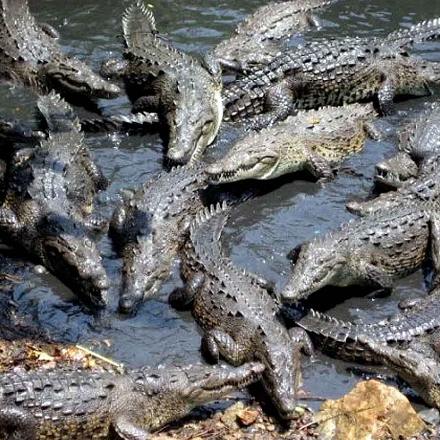 All you need to know about the battle of Ramree Island took place during second world war in the year of 1945