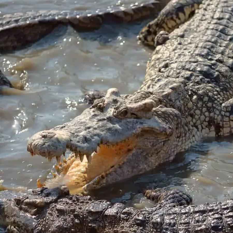 All you need to know about the battle of Ramree Island took place during second world war in the year of 1945