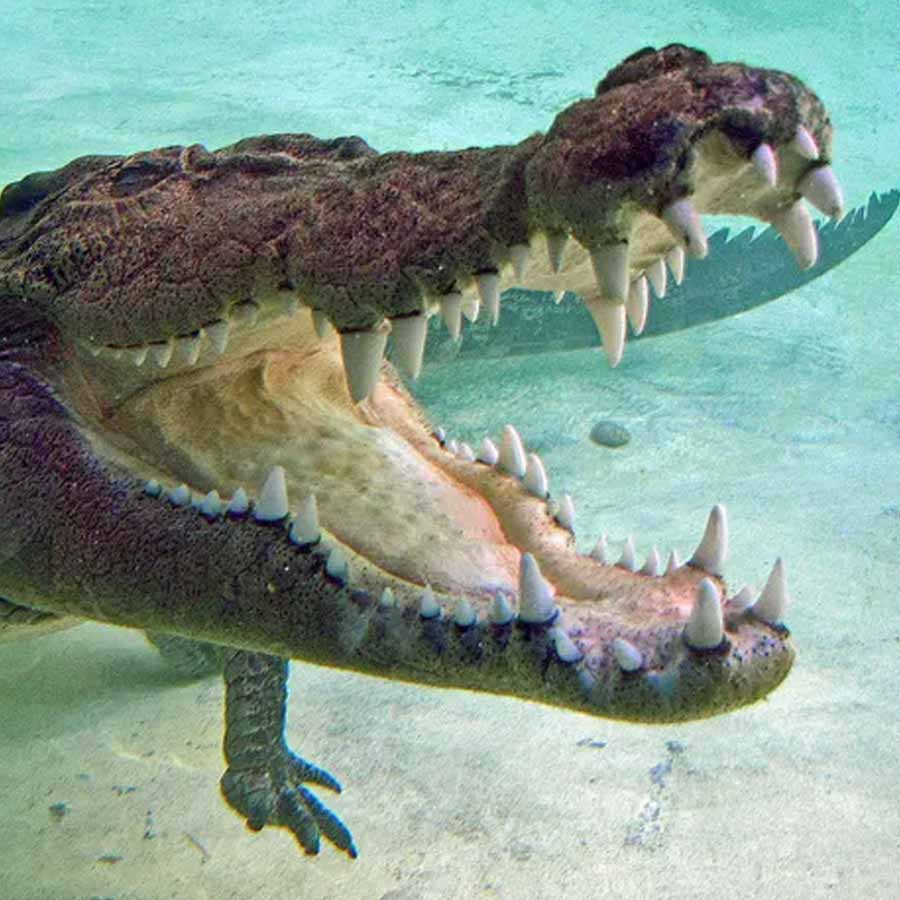 All you need to know about the battle of Ramree Island took place during second world war in the year of 1945