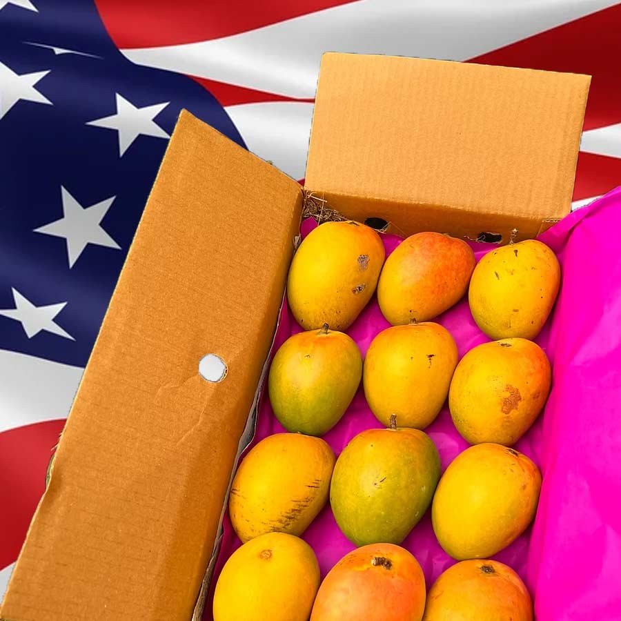 US rejects several mango shipments from India, exporters estimate losses of 500000 USD dgtl