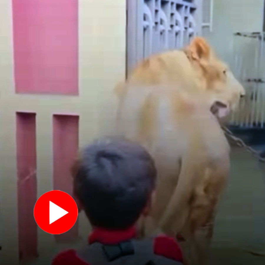 boy naughtily pulled lioness tail