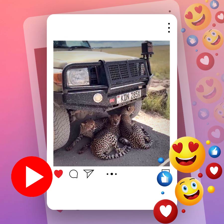 Video of cheetahs resting below safari vehicle in Kenya goes viral dgtl