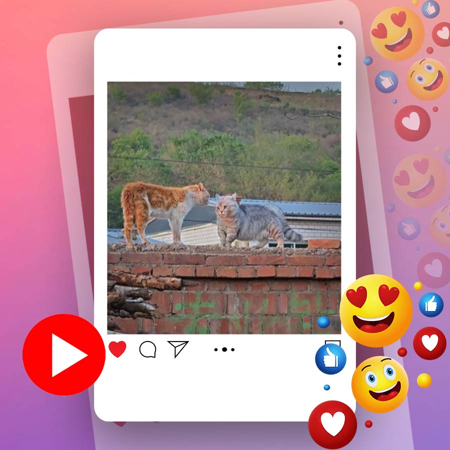 Video of two cats quarrelling goes viral dgtl