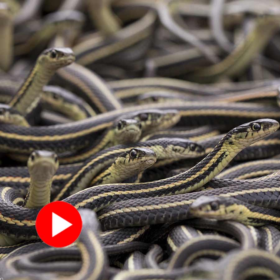 Video shows more than ten snake coiling with each other in Uttar Pradesh