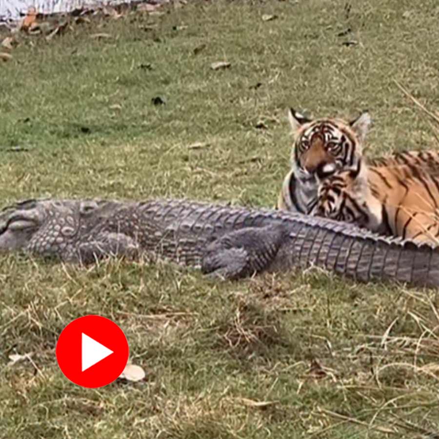 Video of tigers feasting on crocodile in Ranthambore national park goes viral dgtl