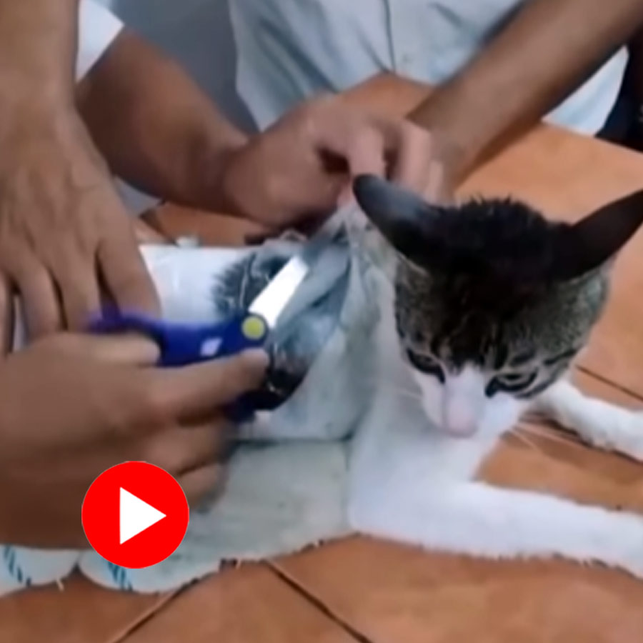 Cat used for smuggling drugs in Costa Rica gets caught on camera, video goes viral dgtl