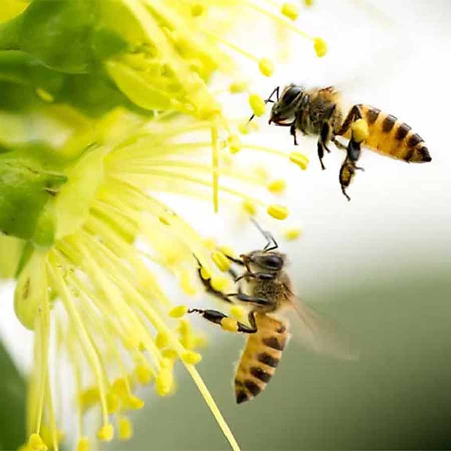 Research started to save bees whose numbers are decreasing due to agricultural works