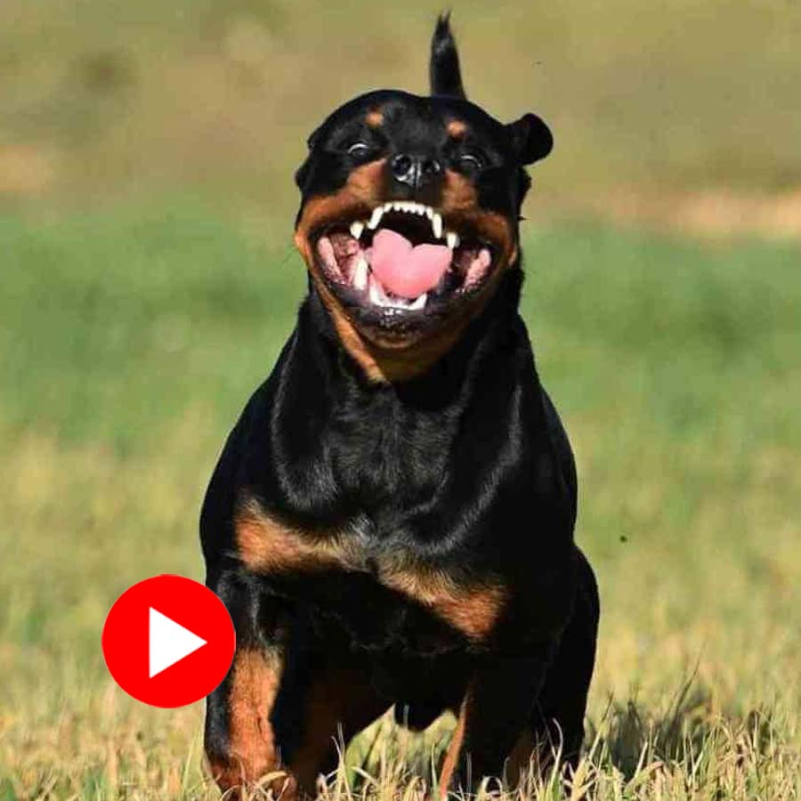 four-month-old baby girl was bitten by a pet Rottweiler