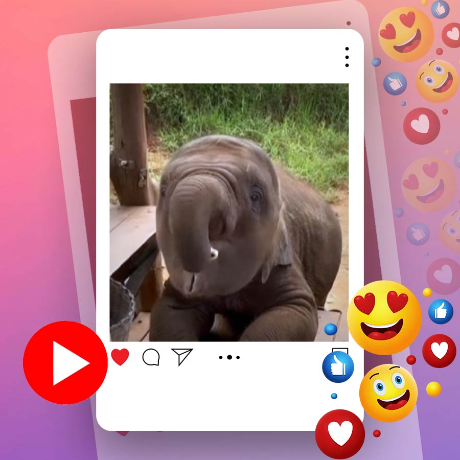 Video of baby elephant eating bananas goes viral dgtl