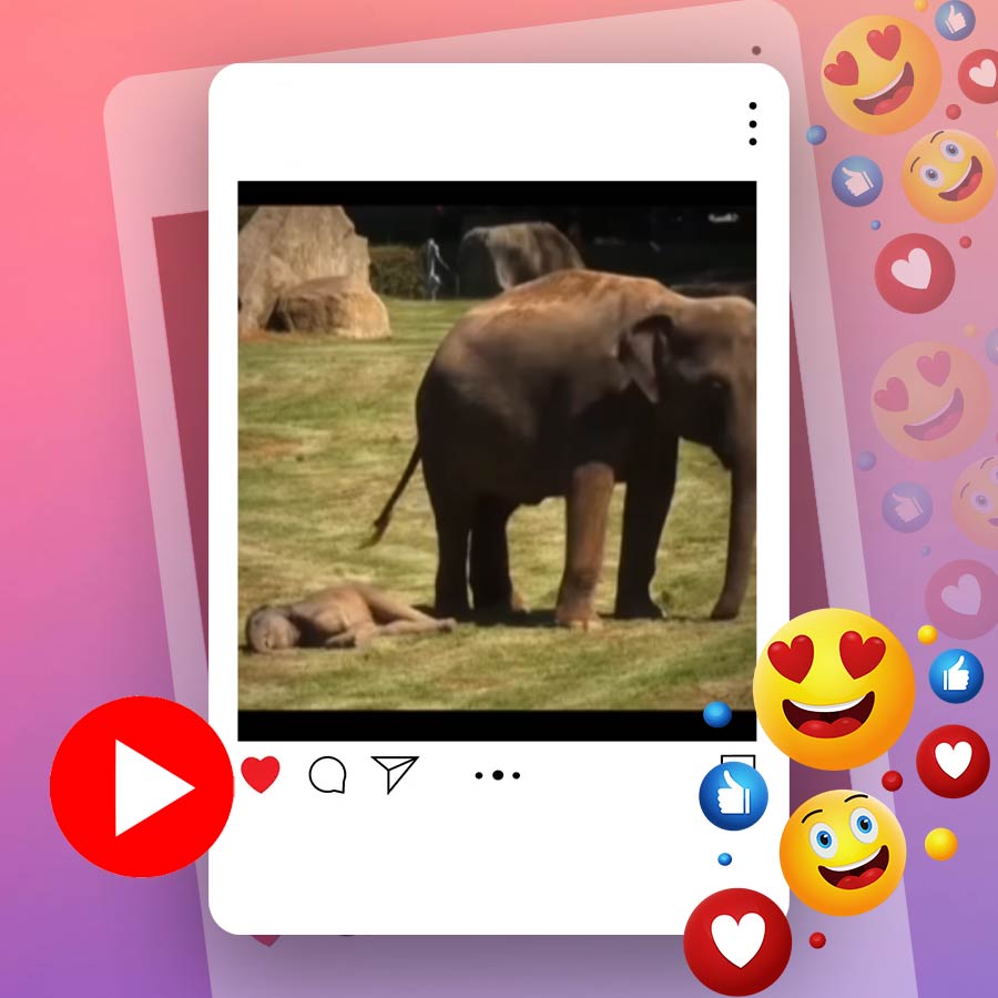 Video of mother elephant asking help from caretakers for waking up its sleepy kid dgtl