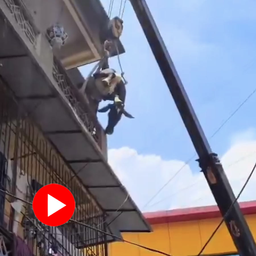 A Cow climbs to second floor of building, safely rescued by fire brigade using crane dgtl