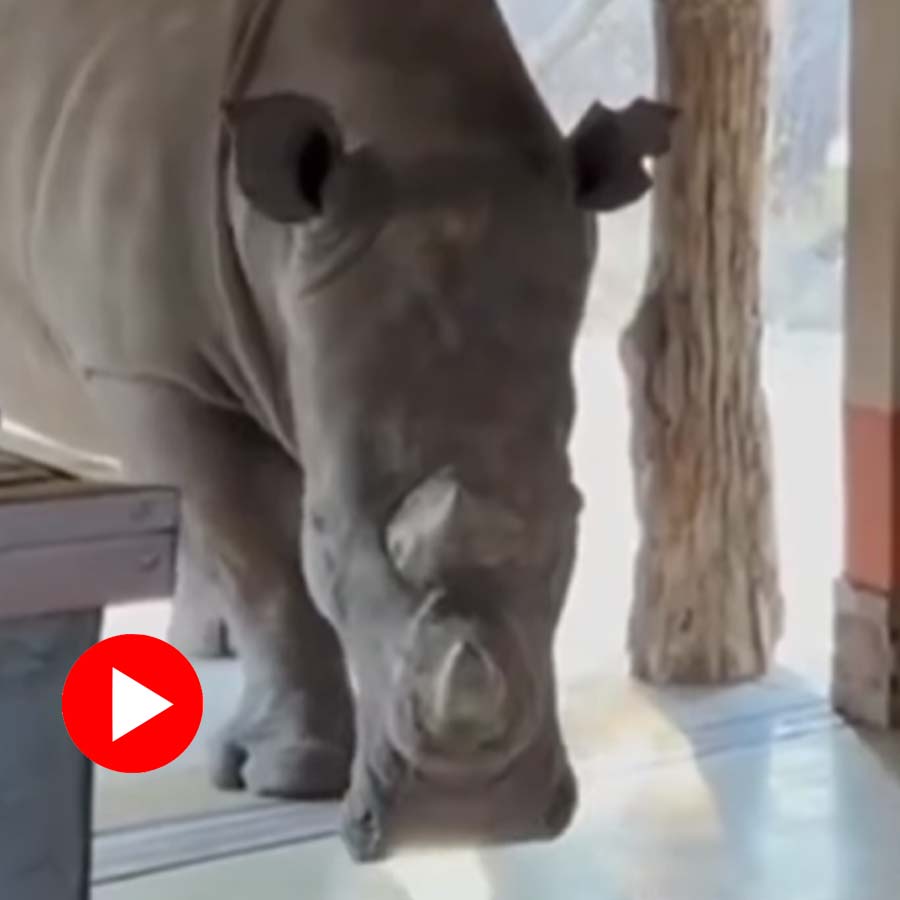 Video of rhino bull entering into lodge in Zimbabwe goes viral dgtl