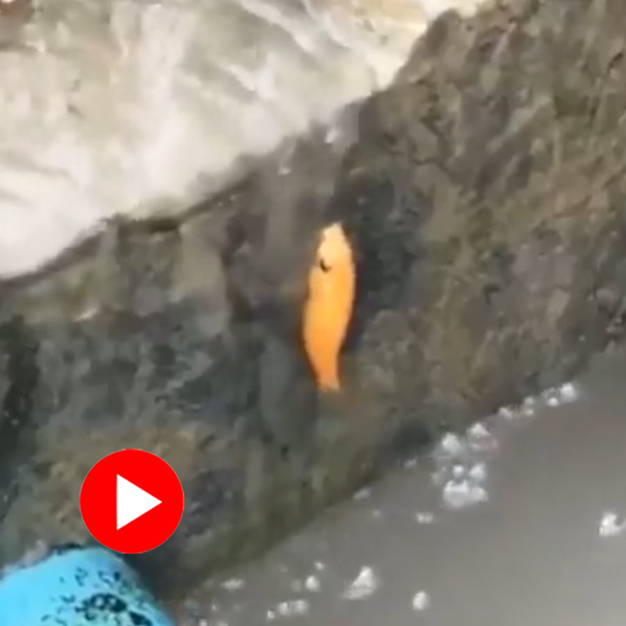 Video of a fish swimming up a wall goes viral dgtl
