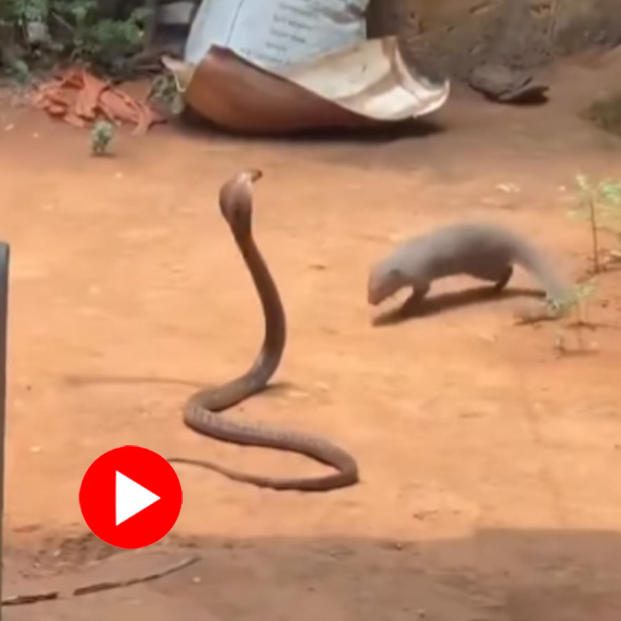 Video of a cobra and mongoose fighting goes viral dgtl