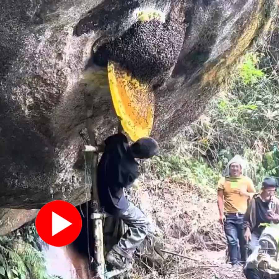 man fearlessly brushes bees away