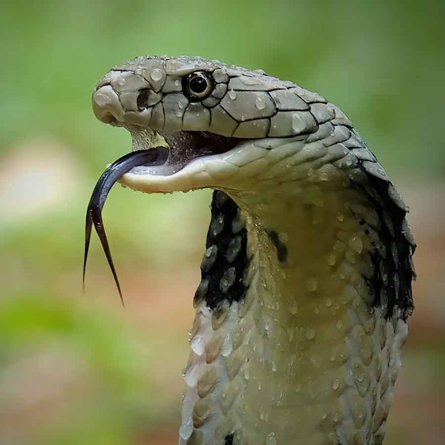 Ex-soldier bitten by a snake