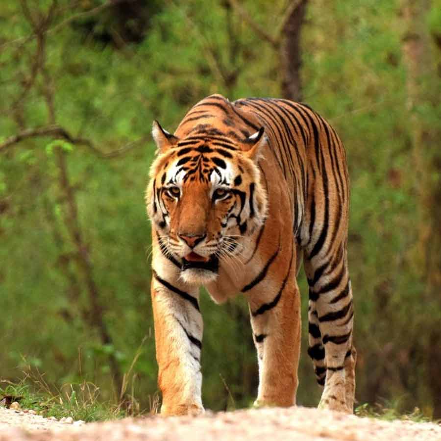 Royal Bengal Tiger caged again in Mardu village of Jharkhand, bordering West Bengal dgtld