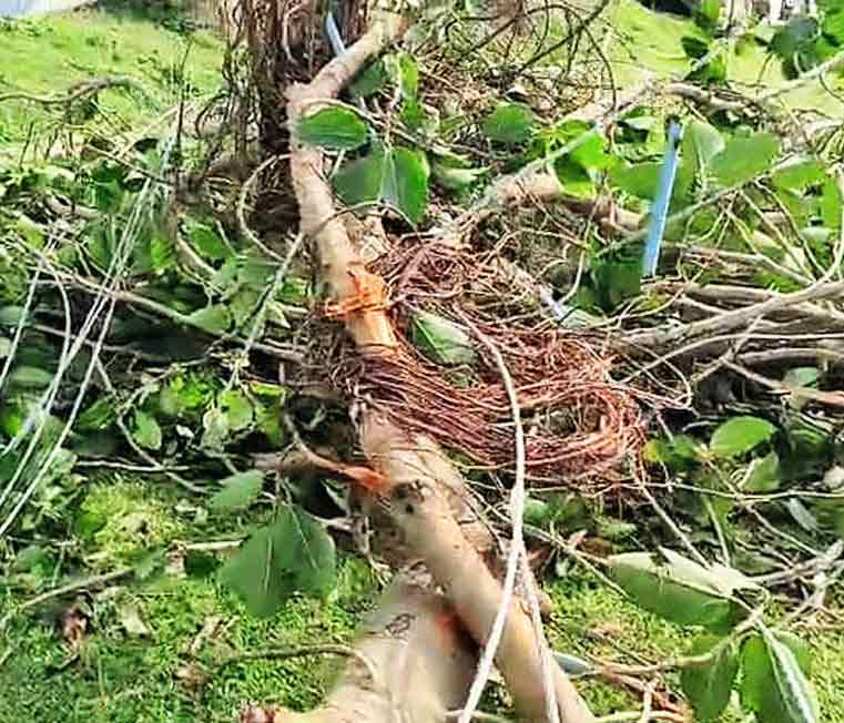 Trees Collapsed and cut power at Chinsurah due to thunderstorm and heavy rainfall