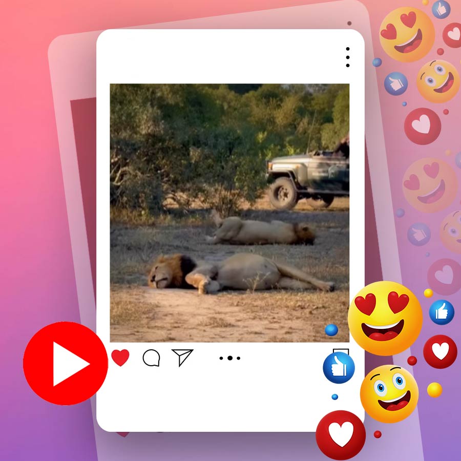 Video of lions barely moving after heavy meal goes viral dgtl