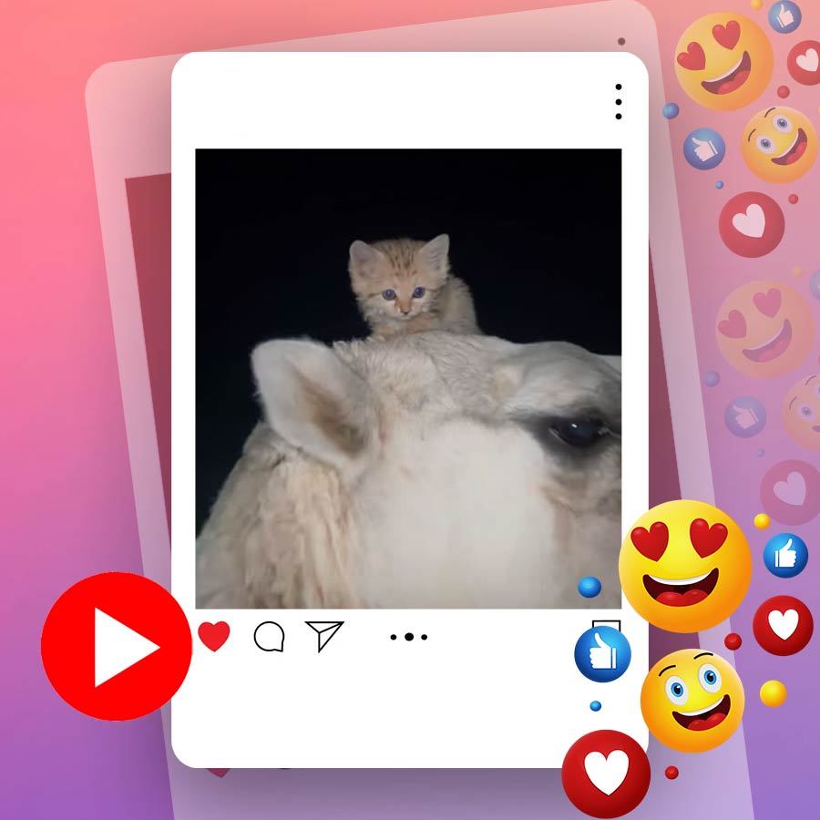 Video of cat resting on camel’s head in Dubai goes viral dgtl