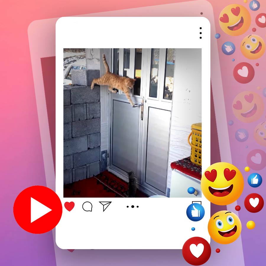 A cat opens door of a house by itself and goes inside with its kittens, video goes viral dgtl