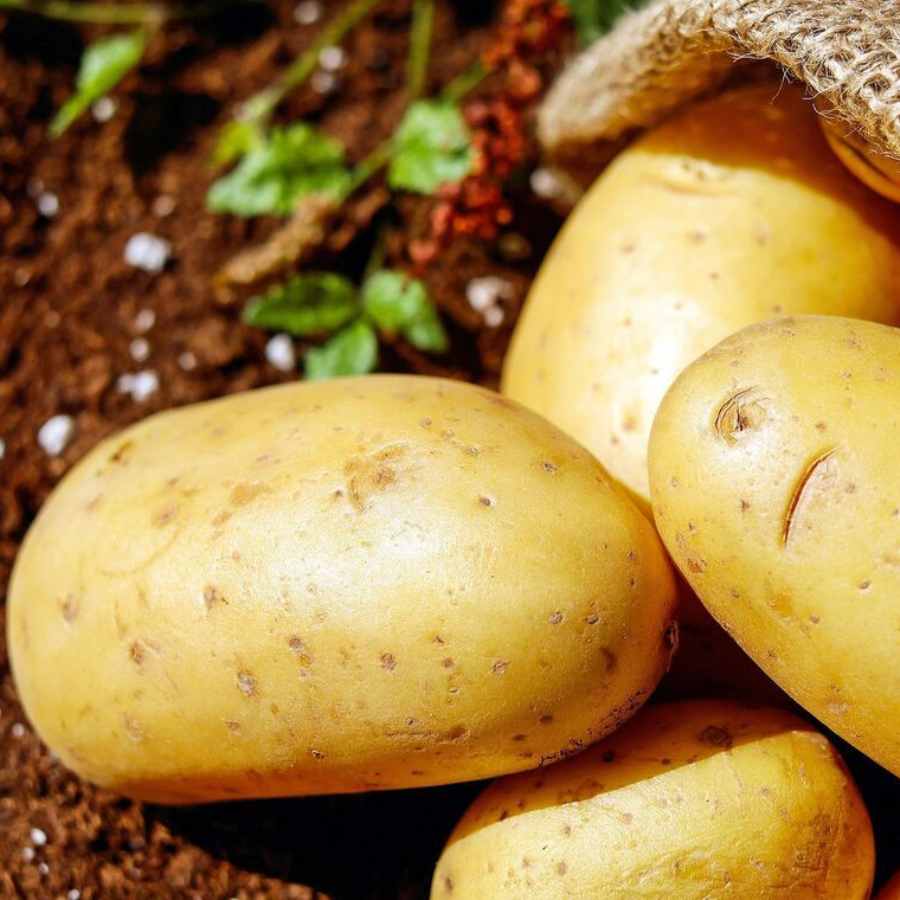 sprouted vegetables you should not eat dgtl