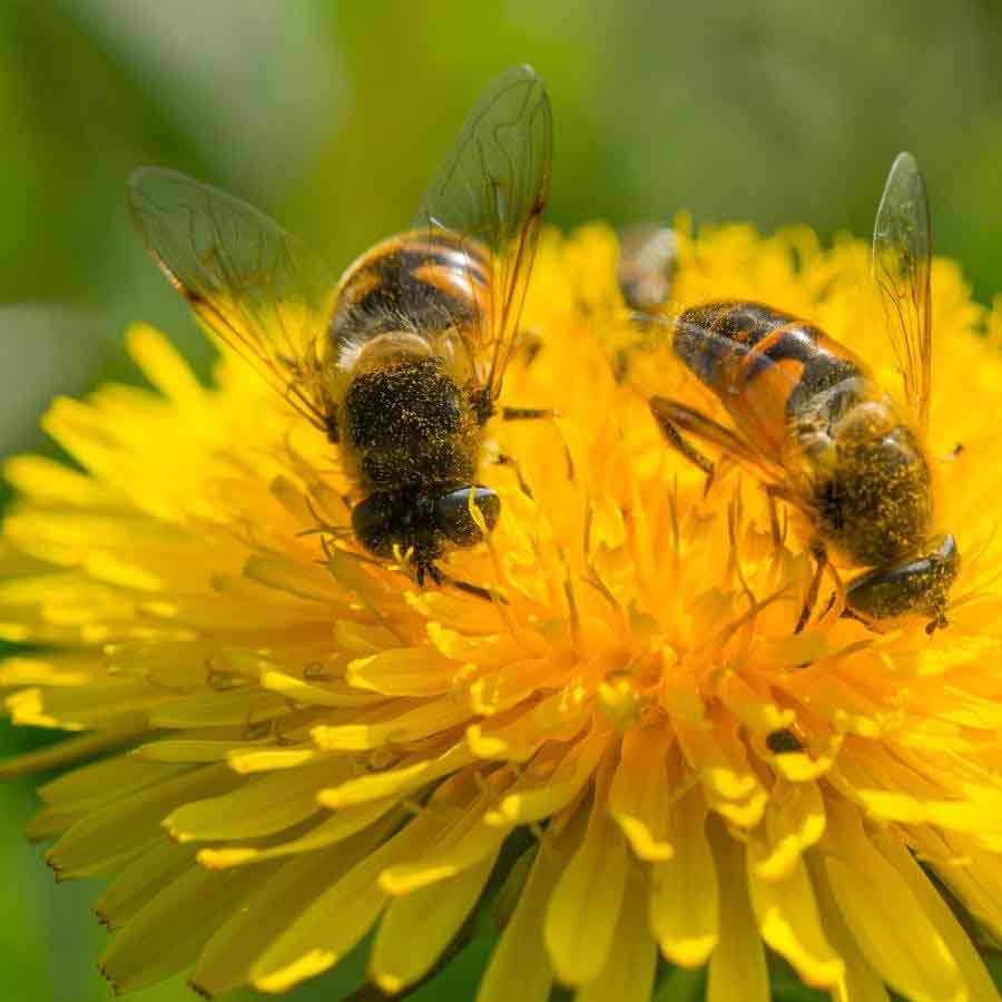 There is a deep crisis for bees around the world, which in turn will become one of the causes of our extinction