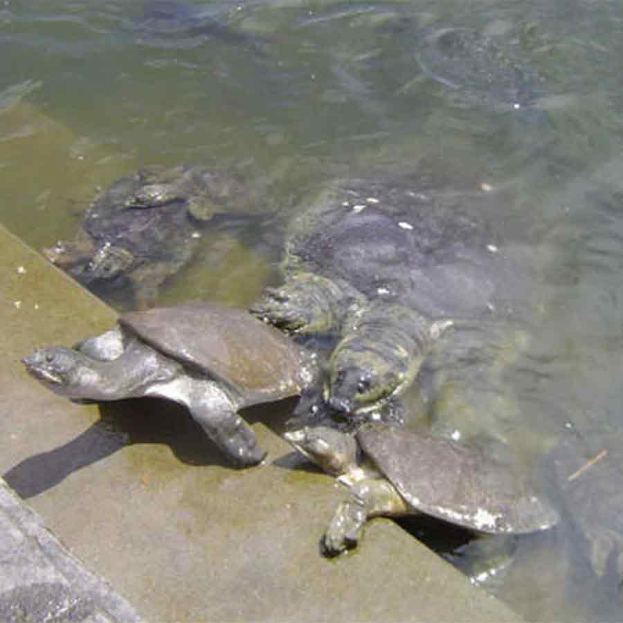 Forest Department to build safe water bodies for Tortoise to live peacefully at Haldia