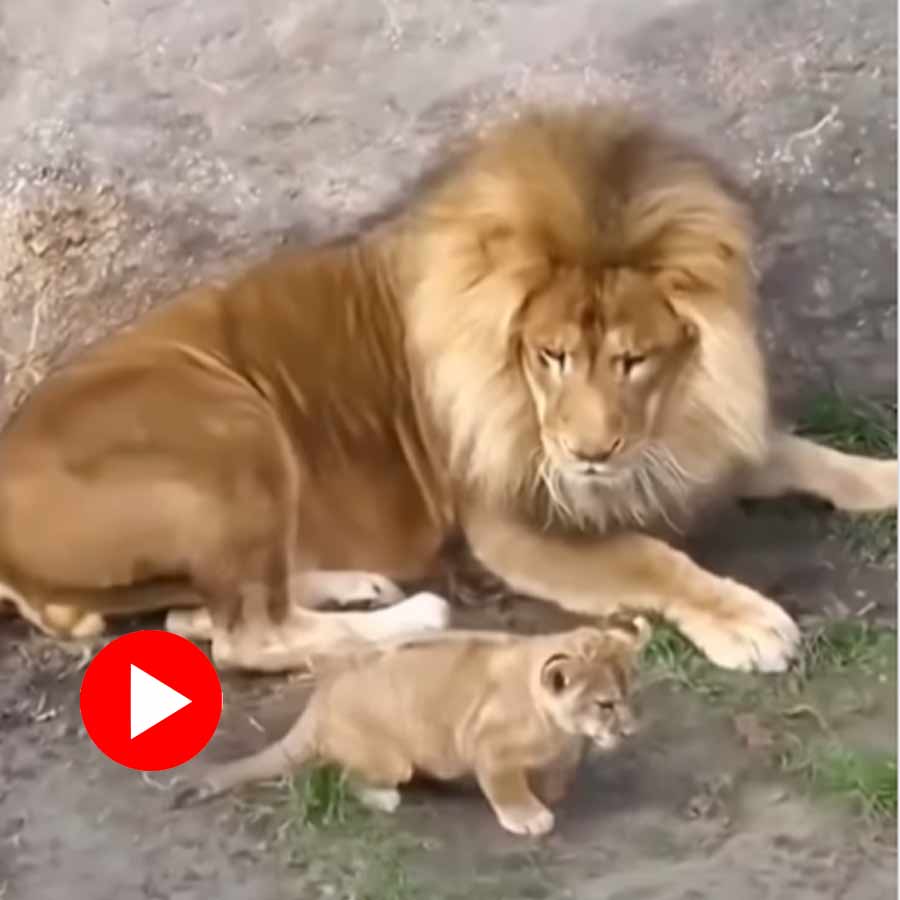 Video of baby lion jumpscaring its father goes viral dgtl
