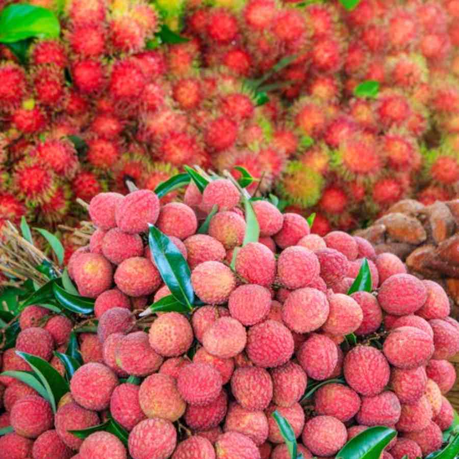 লিচু কেনার কৌশল শিখে নিন।