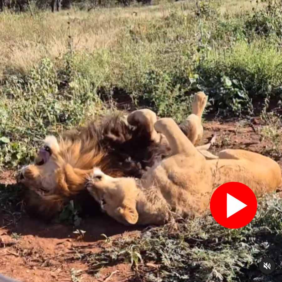 Video of lion and lioness hugging each other goes viral dgtl