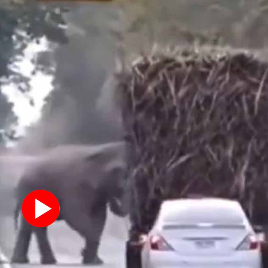 Video shows an elephant is collecting food from different vehicle on road