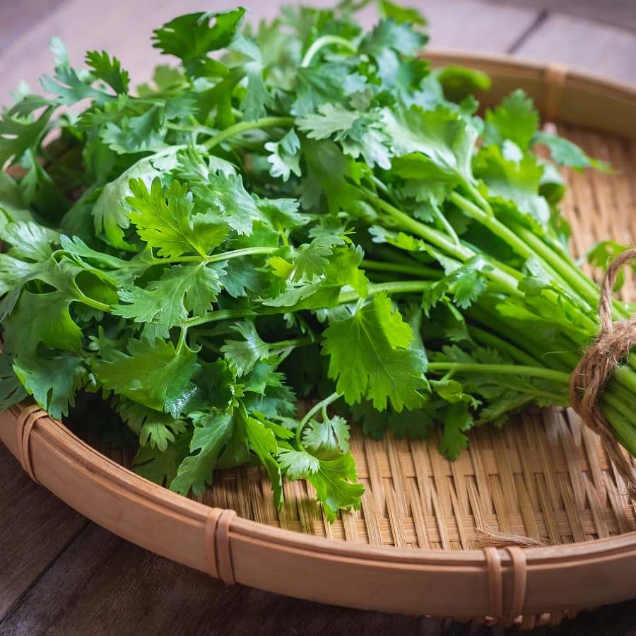 How to use coriander leaves in cooking to consume it more dgtl