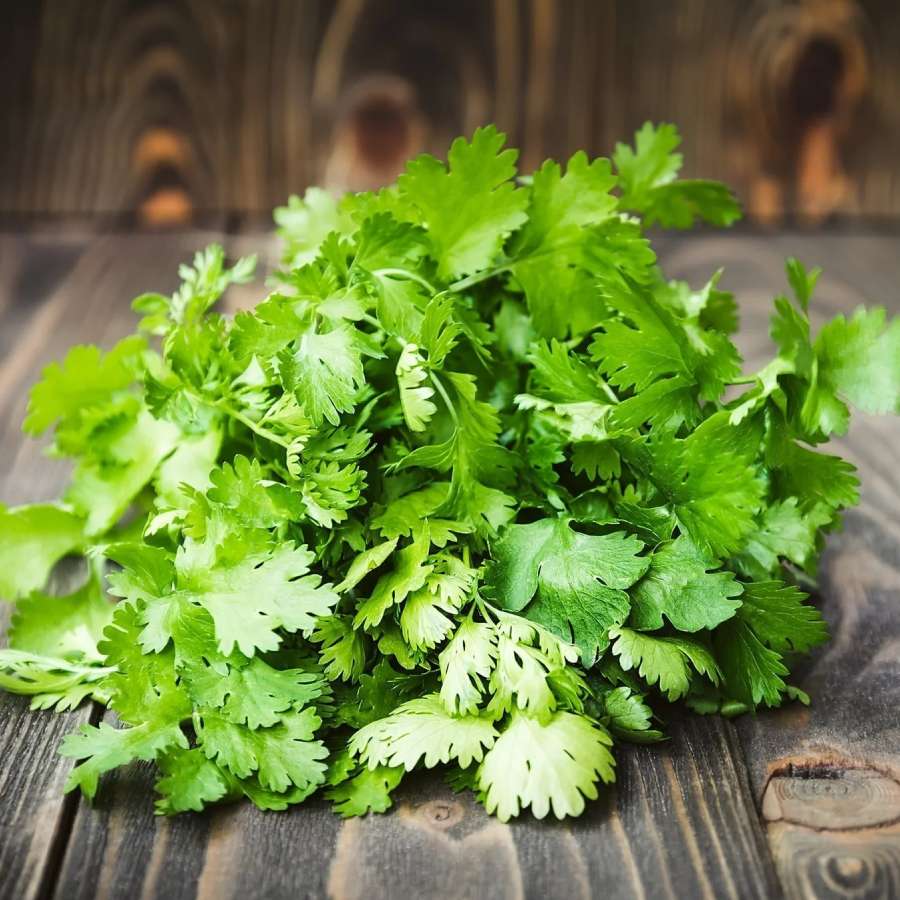 How to keep Coriander Leaves with or without Refrigerator at home during summer dgtl