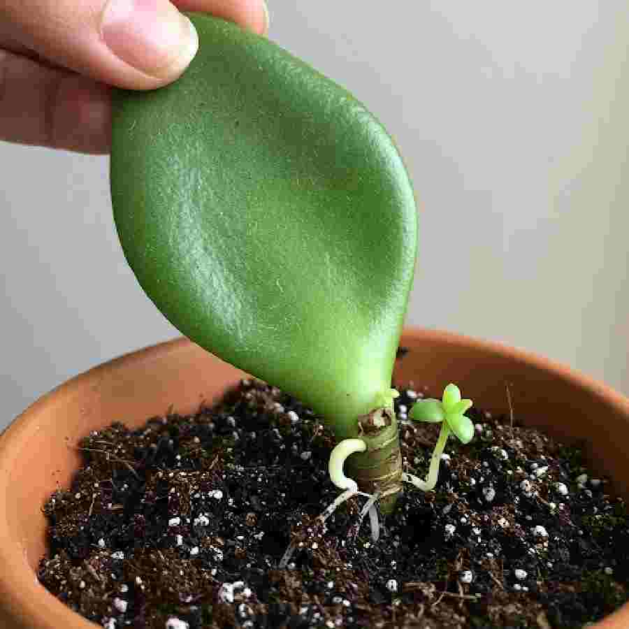 How to grow jade plant from a leaf dgtl