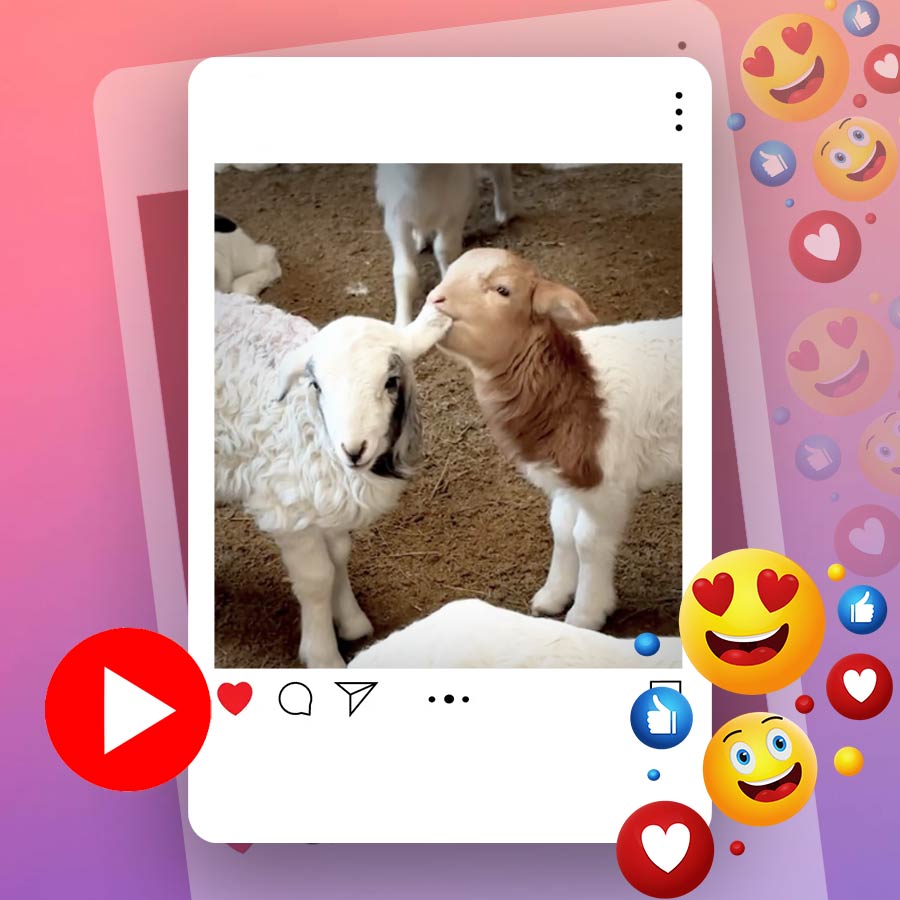 Video of one sheep biting another sheep’s ear goes viral dgtl