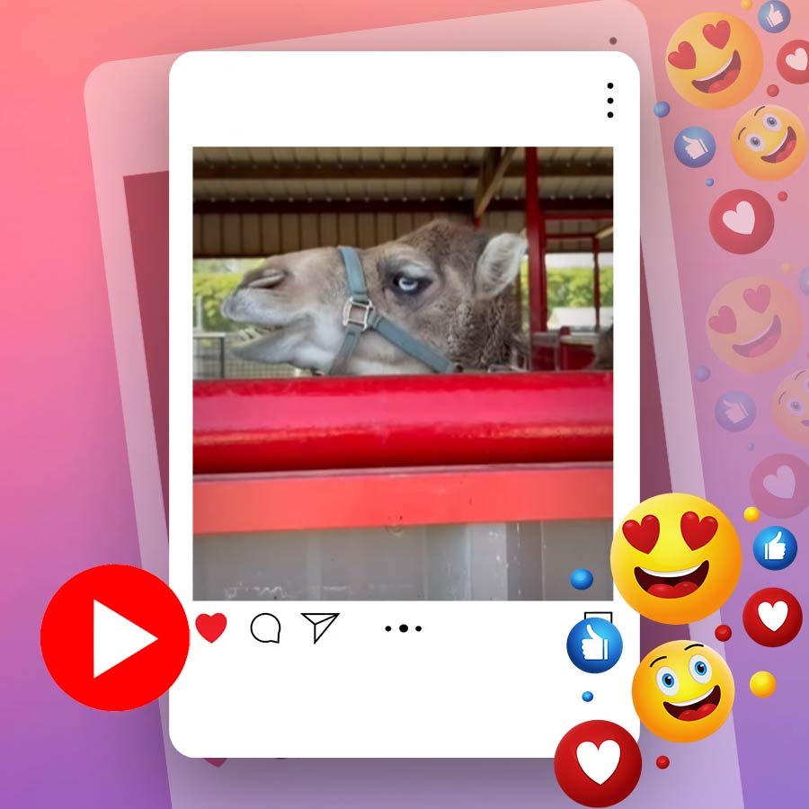 Video of camel making sound goes viral dgtl