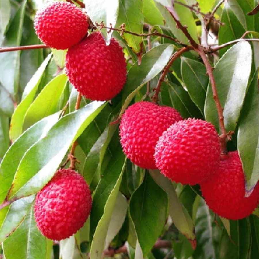 How to grow lychies in your balcony dgtl