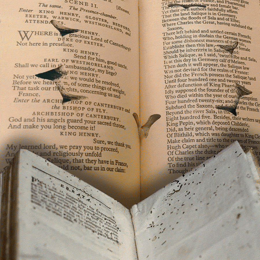 What are bookworms or booklice and how to get rid of them dgtl