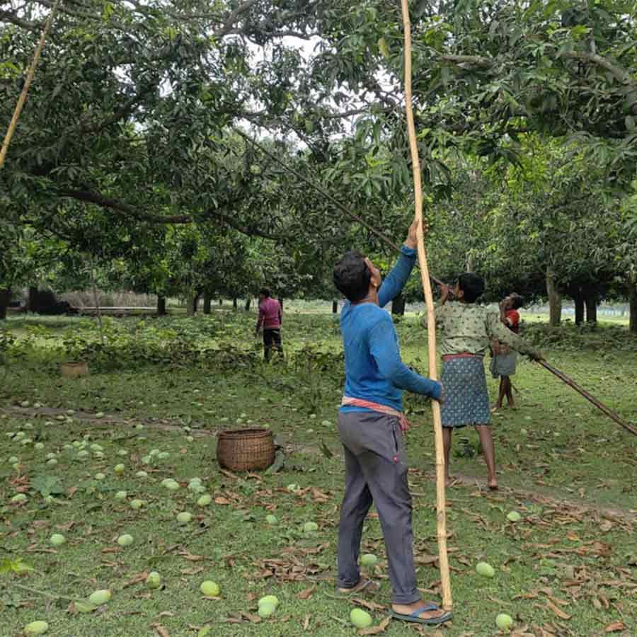 Mango plantation workers request an industry in Malda regarding Mangoes