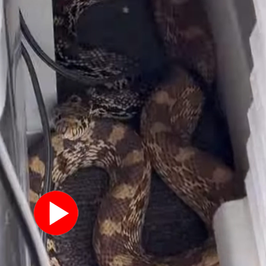 Video of snake found inside office desk of America man