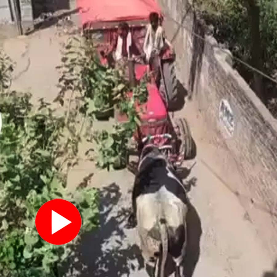 Video shows bull pull up tractor with horn, netizen reacts