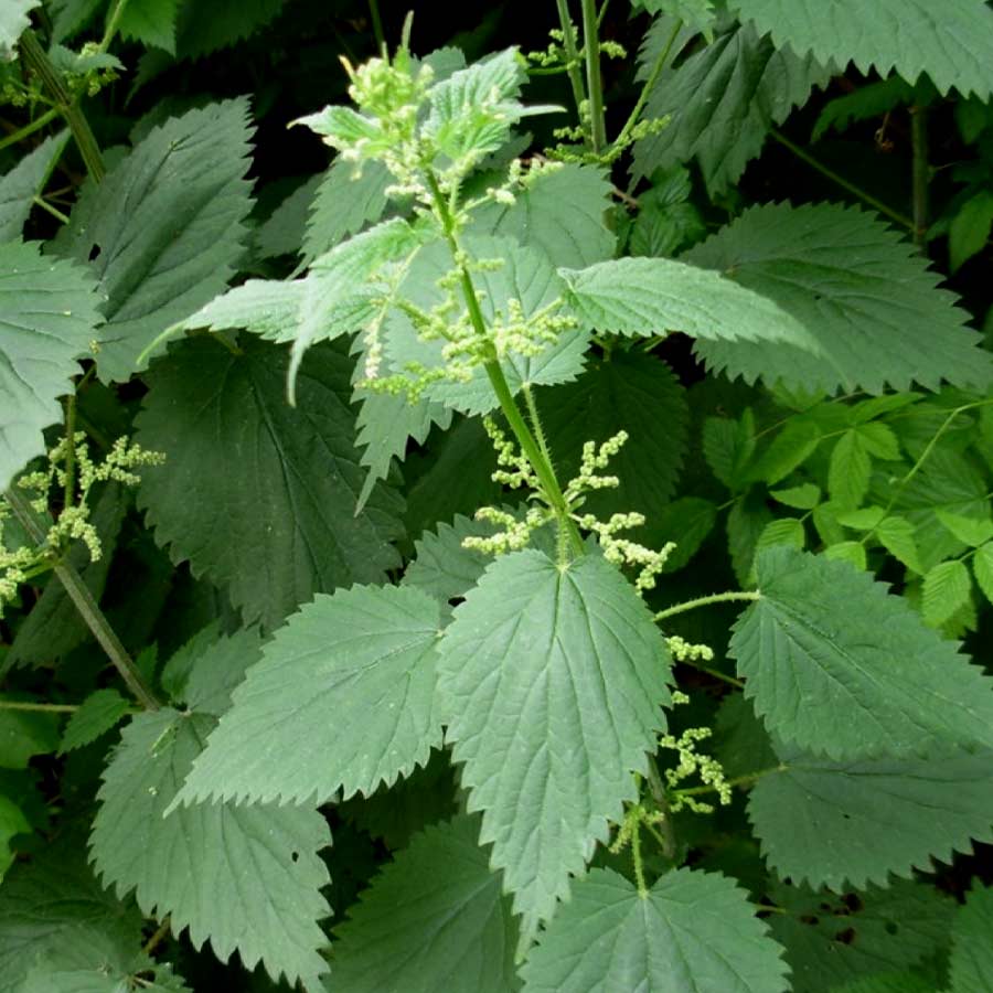 How to add stinging nettled leaves in your diet and how to cook it dgtl